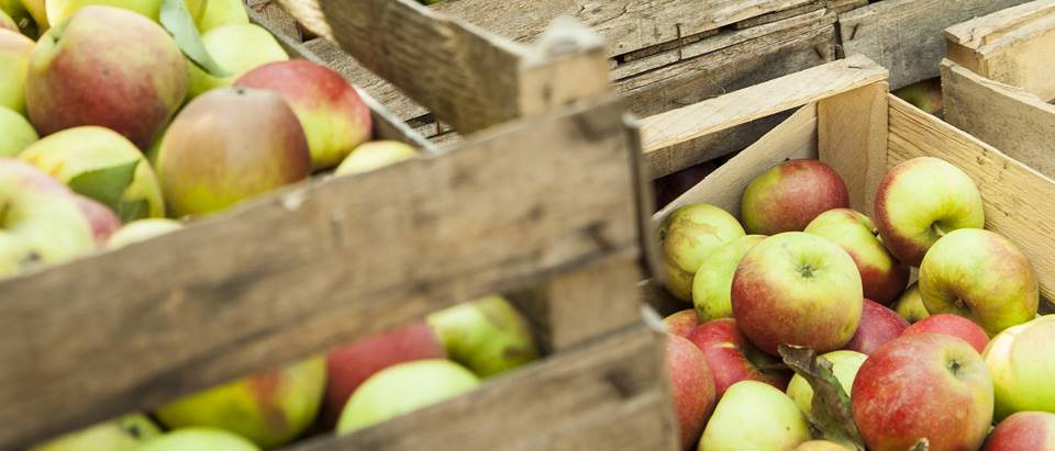Warenkunde: Äpfel und Apfel in verschiedenen Sorten