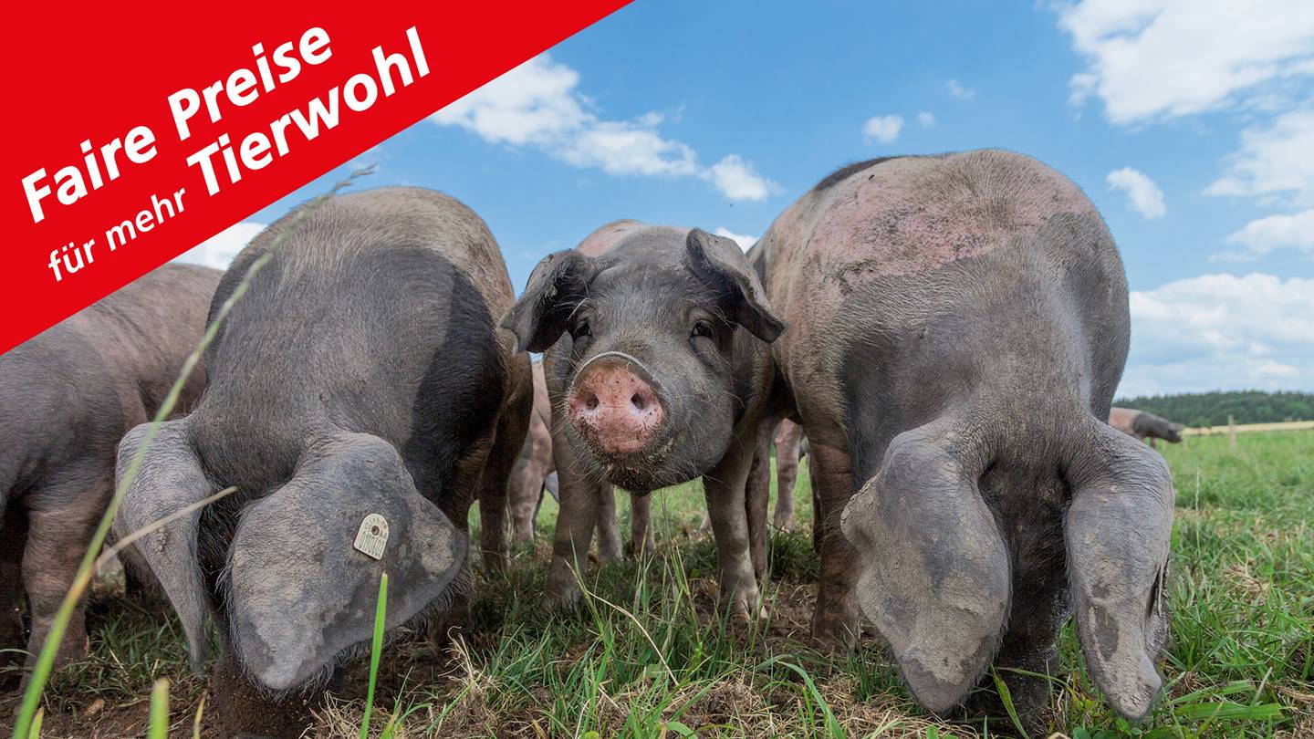 Bild von Schweinen mit der Roten Ecke der Alnatura Initiative "Faire Preise für mehr Tierwohl"