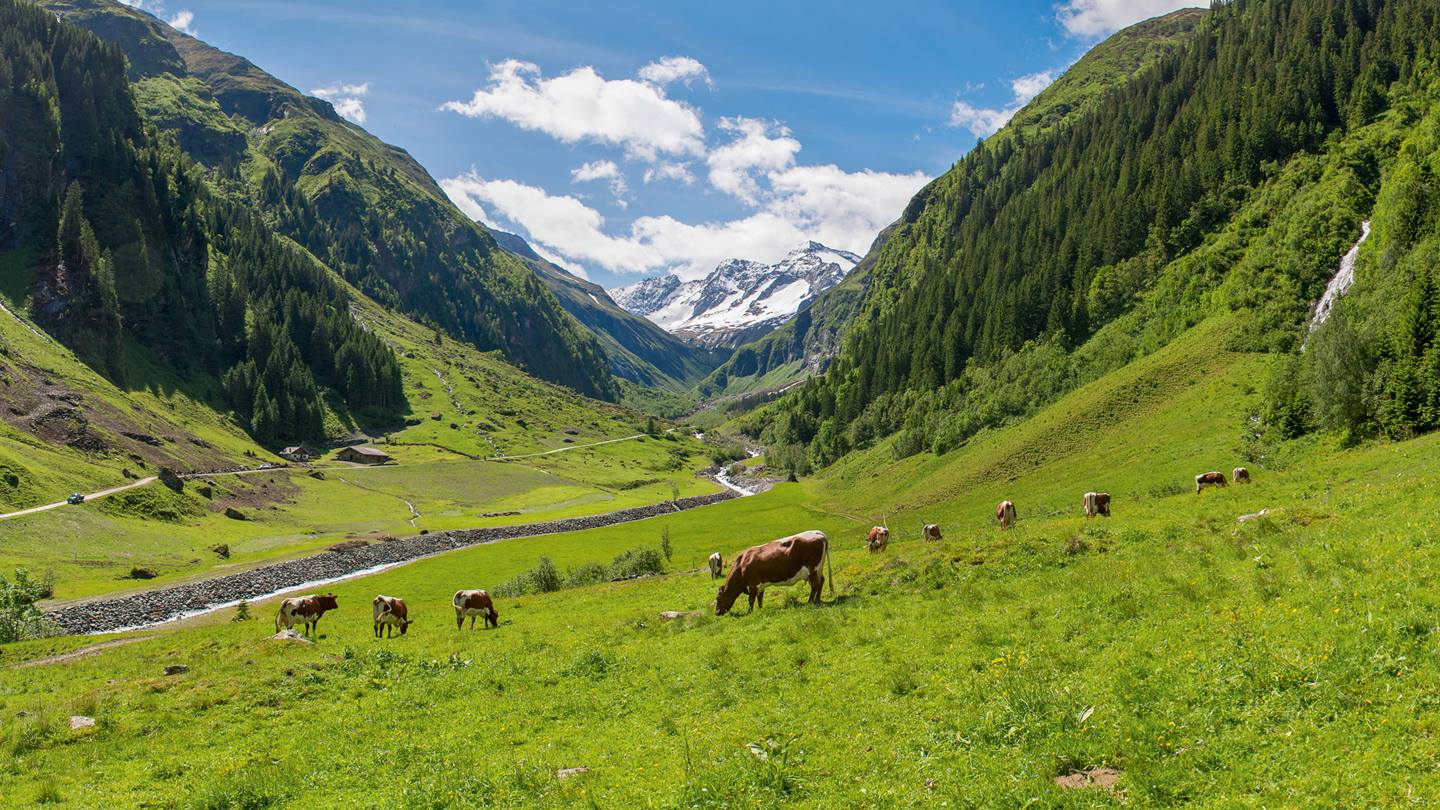 Bergpanorama mit Weide und grasenden Kühen im Vordergrund