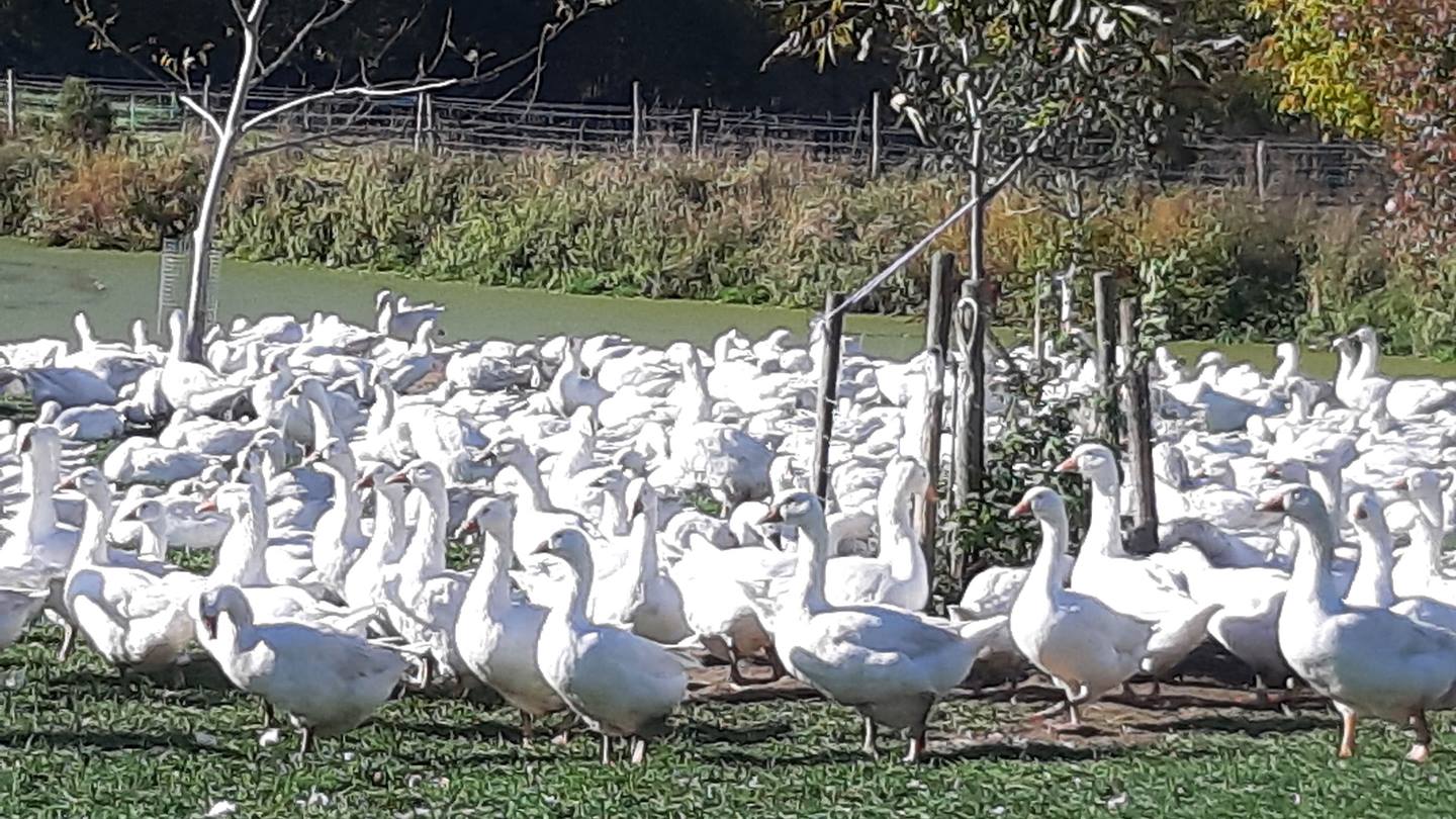 Geflügel auf dem Packlhof