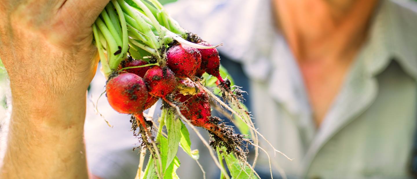 Frische Radieschen aus der Region bei Alnatura