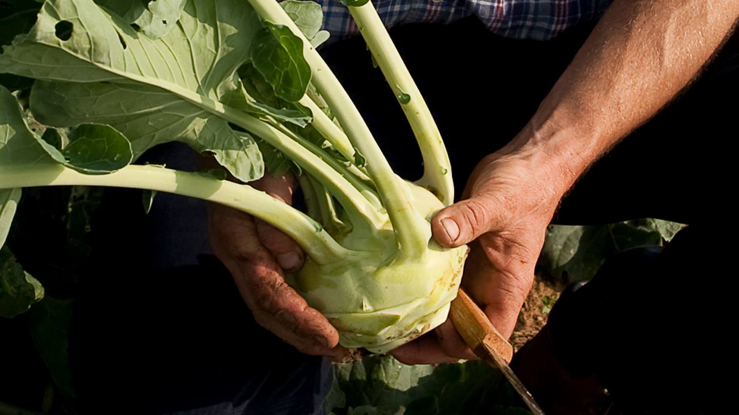 Bauer hält Bio-Kohlrabi