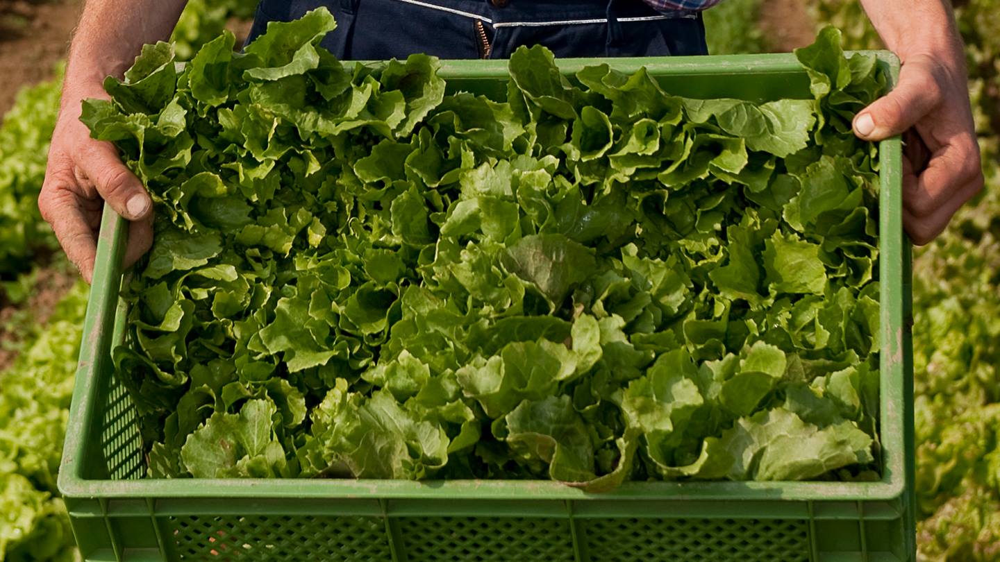 Bauer hält Bio-Salat