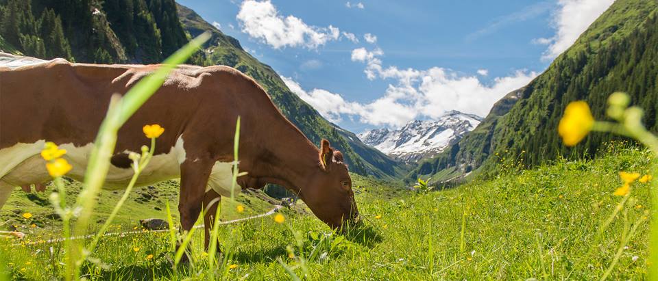 Alnatura Bergbauern-Produkte: Kuh auf Bergwiese