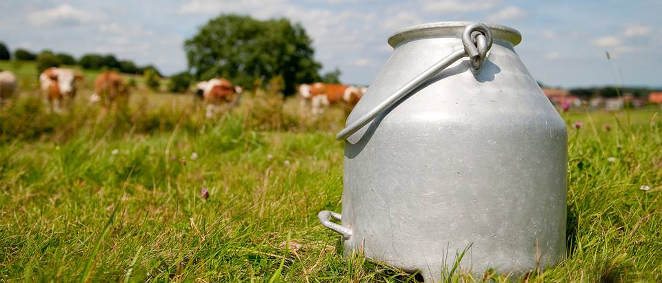 Alnatura Milchwelt: Milchkanne auf Wiese