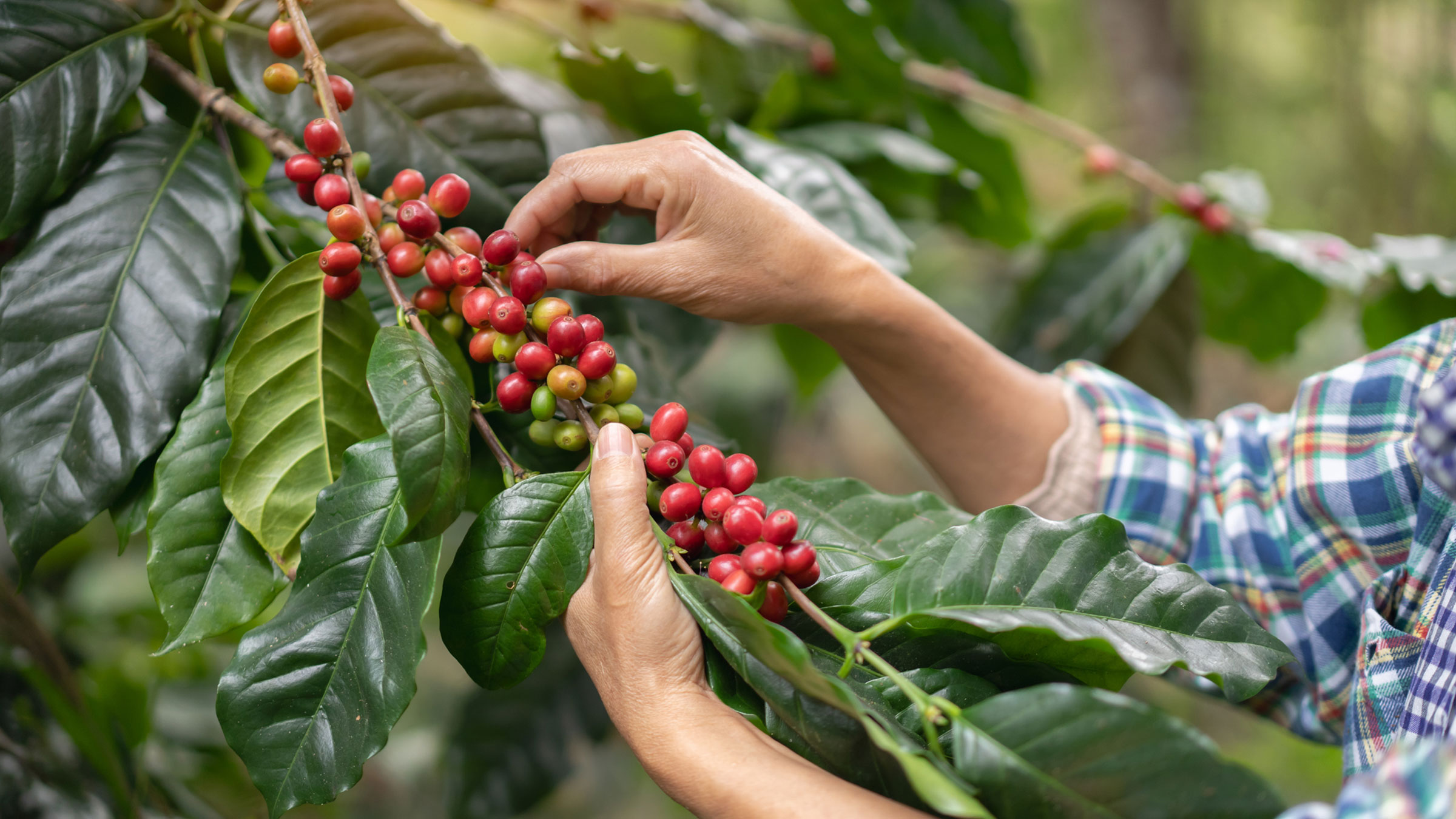 Eine Person in einem karierten Hemd pflückt reife rote Kaffeekirschen von einem Zweig mit grünen Blättern.