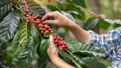 Eine Person in einem karierten Hemd pflückt reife rote Kaffeekirschen von einem Zweig mit grünen Blättern.