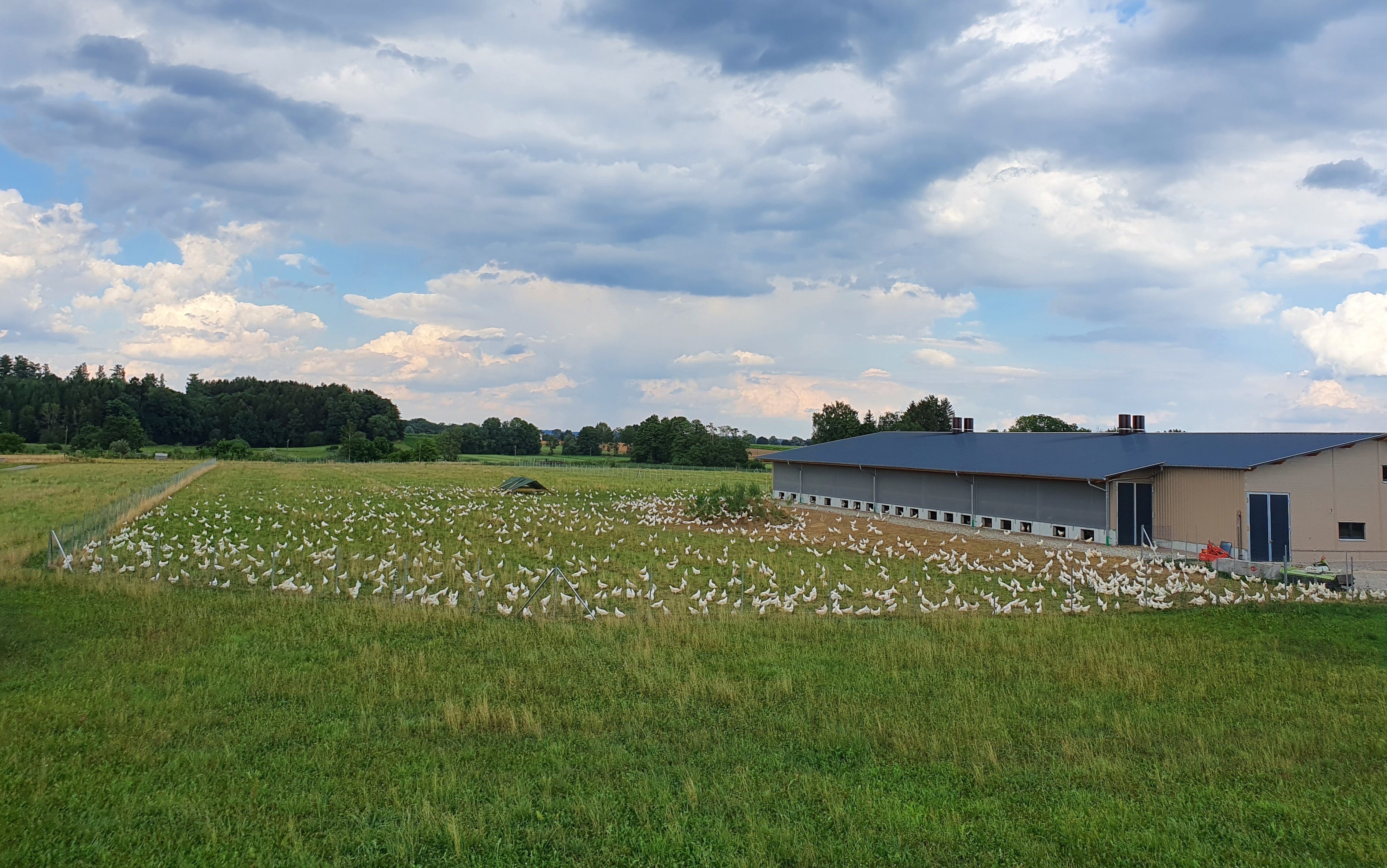 Große Wiese mit vielen weißen Vögeln neben einem langgestreckten Gebäude unter bewölktem Himmel.