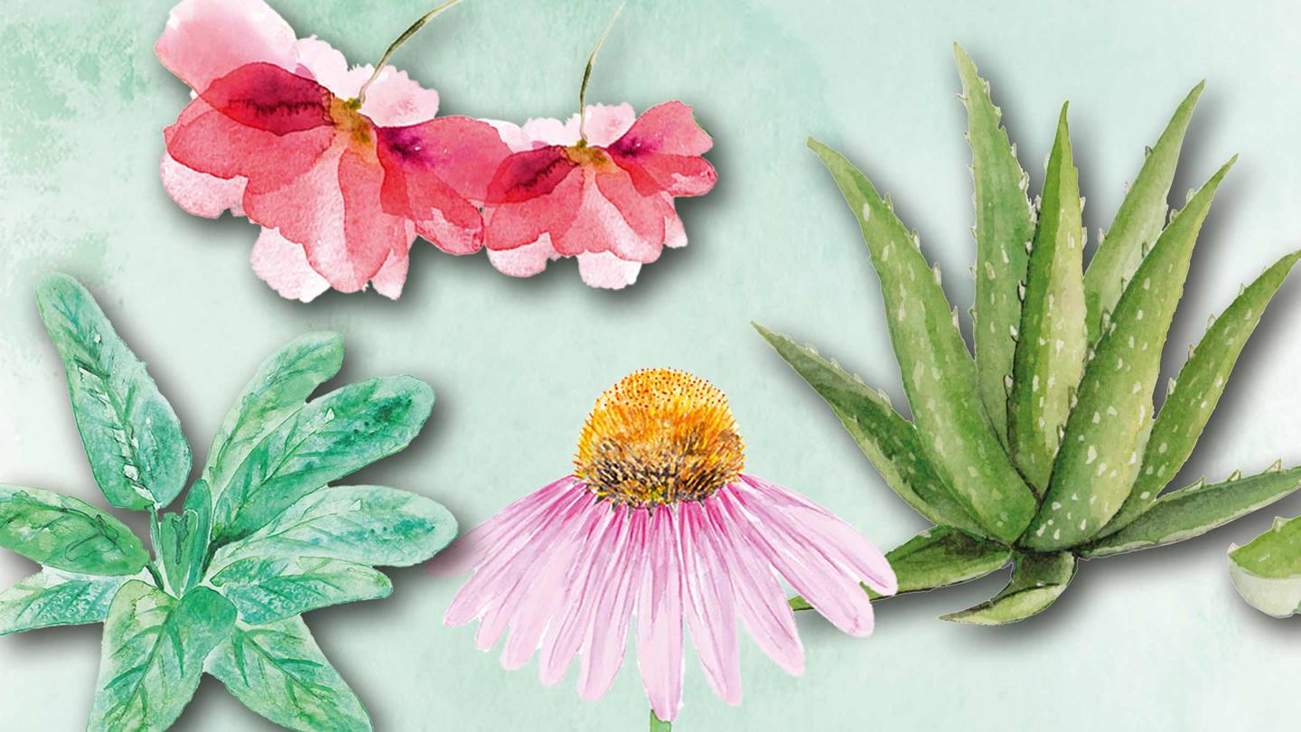Alnatura Naturkosmetik: Hauttypen
