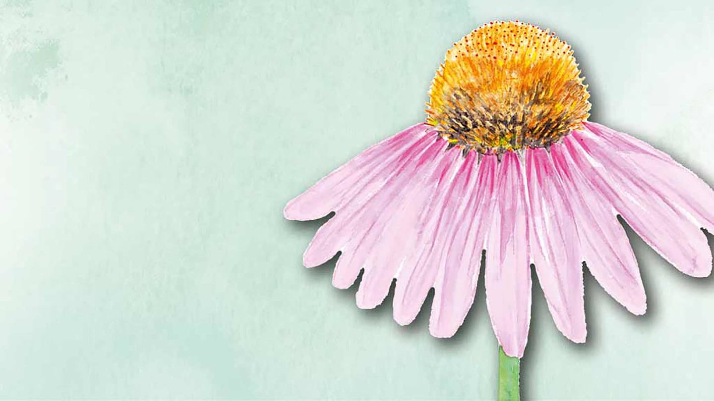 Alnatura Naturkosmetik: Mischhaut mit Echinacea pflegen