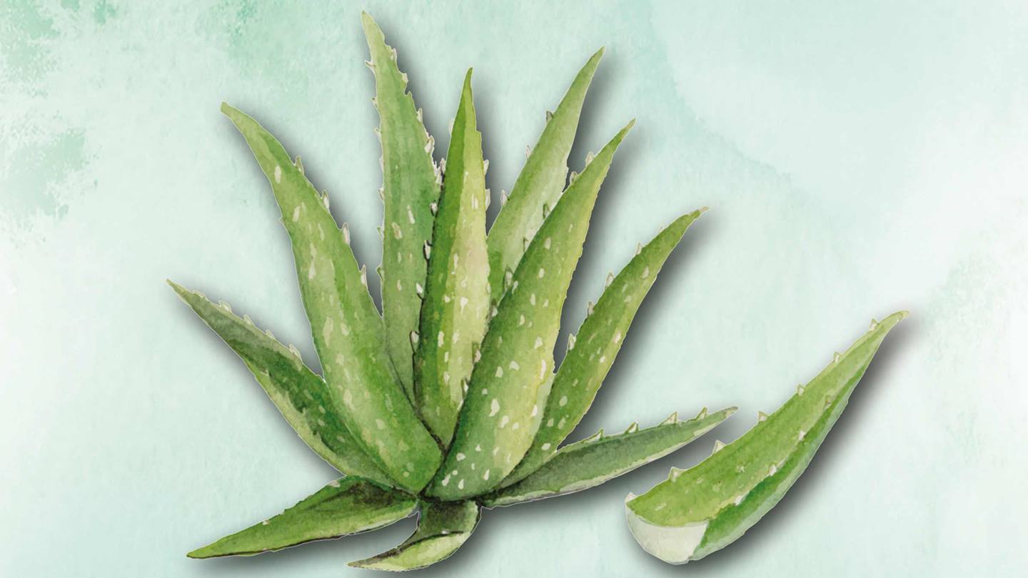 Alnatura Naturkosmetik: reifen Hauttyp mit Aloe vera pflegen