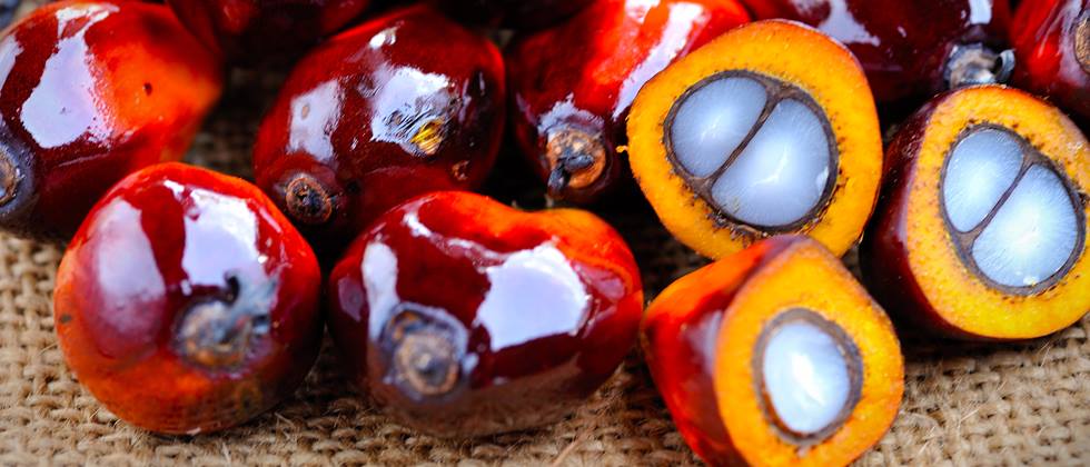 Ganze und aufgeschnittene Palmöl-Früchte in Nahaufnahme