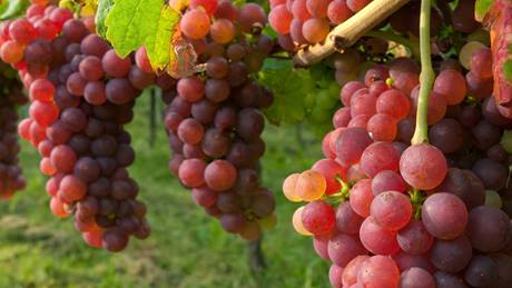 Weinbaugebiete