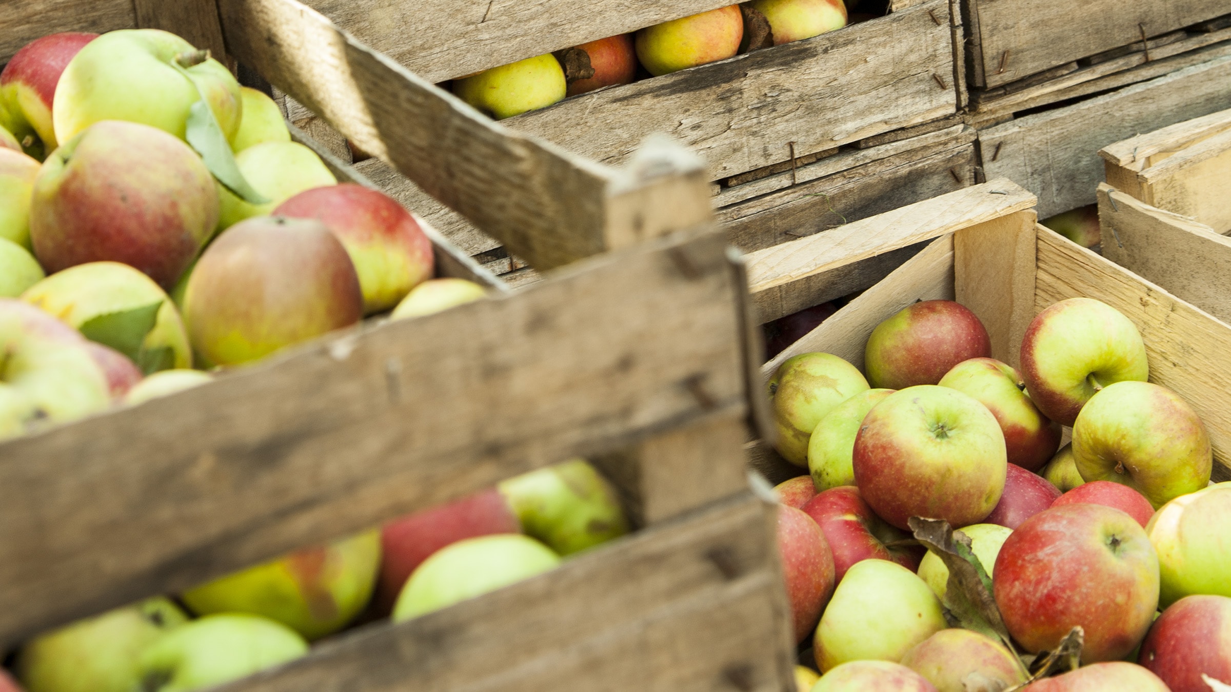 Äpfel: Infos zu Sorten, Lagerung &amp; einfache Rezepte – Alnatura