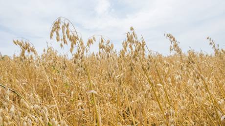 Getreideähren auf dem Feld