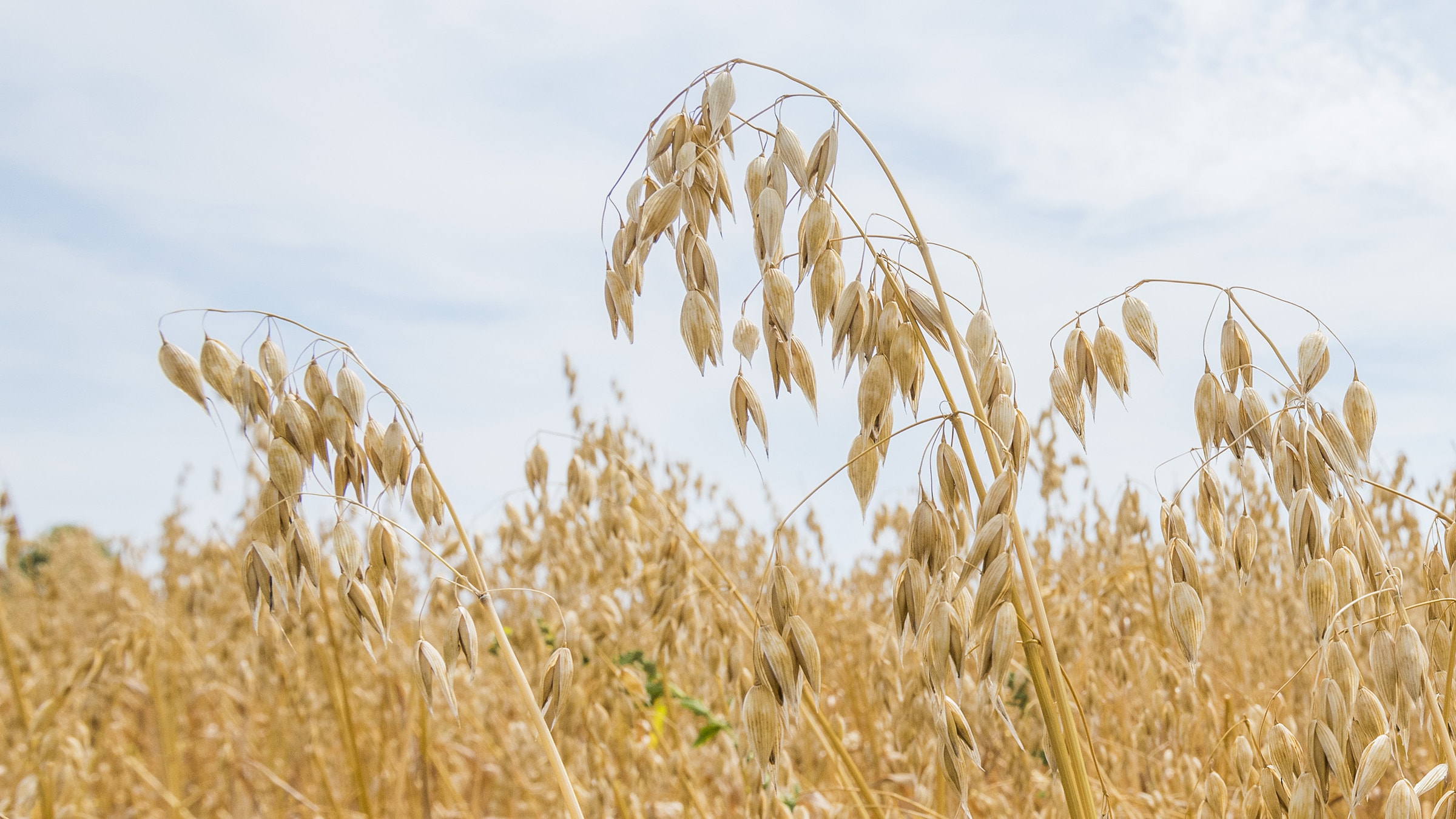 Hafer Unterschied Von Haferflocke Hafergrutze Haferschrot Alnatura