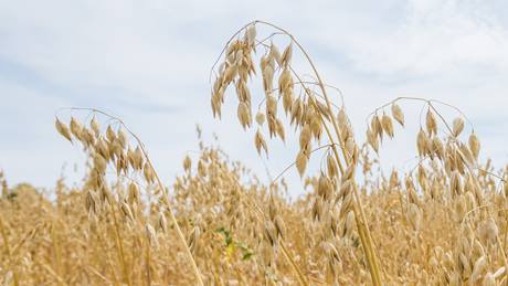 Hafer auf dem Feld, ungeerntet