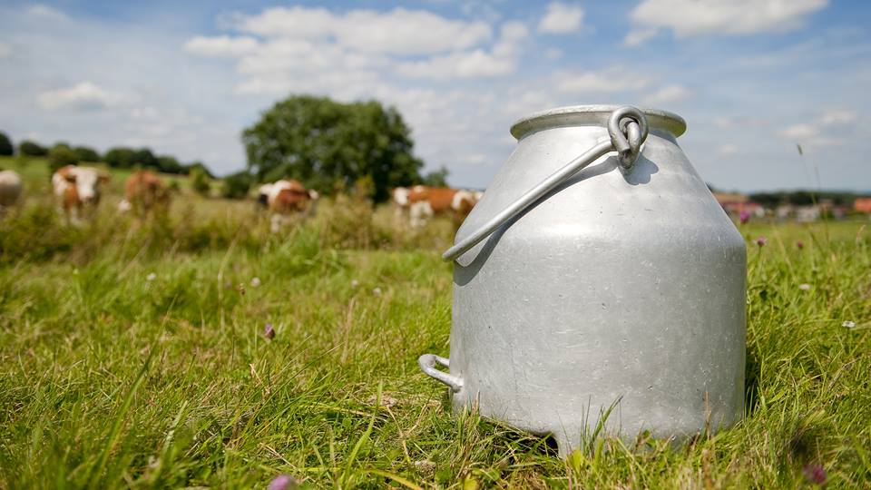 Blech-Milchkanne auf einer grünen Wiese