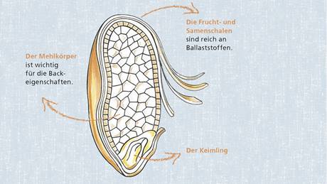 Grafik Vollkorn , das volle Korn in allen Schichten