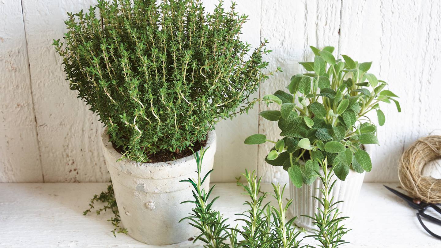 Frische mediterrane Kräuter: Rosmarin, Thymian, Oregano und Salbei
