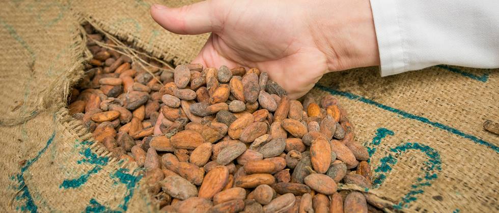 Kakaobohnen in einem groben Sack werden mit der Hand auf Qualität geprüft