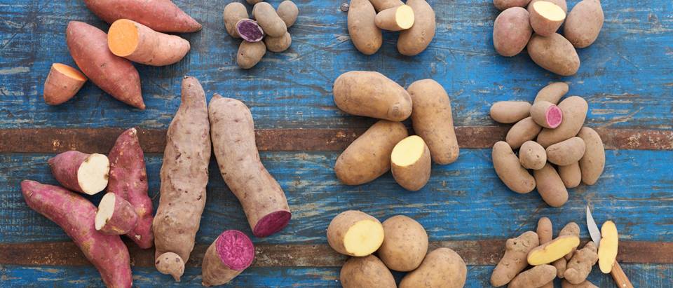 Bunte Kartoffelvielfalt mit lila Kartoffeln, Süßkartoffeln, Bamber Hörnchen, mehligkochenden Kartoffeln und festkochenden Kartoffeln