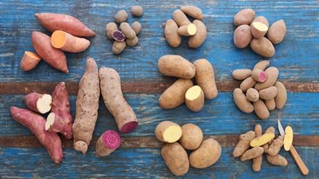 Bunte Kartoffelvielfalt mit lila Kartoffeln, Süßkartoffeln, Bamber Hörnchen, mehligkochenden Kartoffeln und festkochenden Kartoffeln