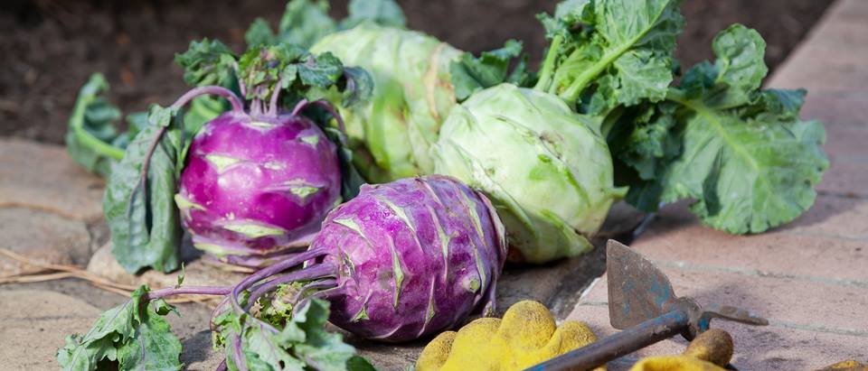 Weißer und blauer Kohlrabi liegend