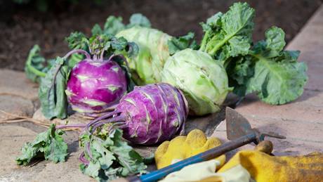 Weißer und blauer Kohlrabi liegend