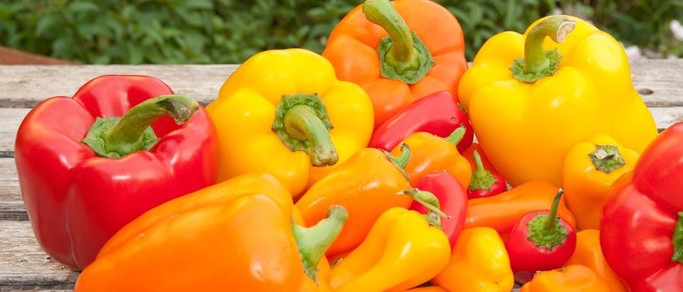 Rote, gelbe und orangene Paprikaschoten auf einem Tisch liegend