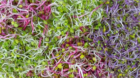 Rote, grüne und violette Sproßen