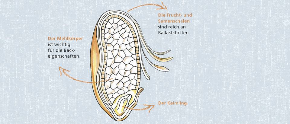 Ansicht von Vollkorn, so sieht ein volles Korn aus