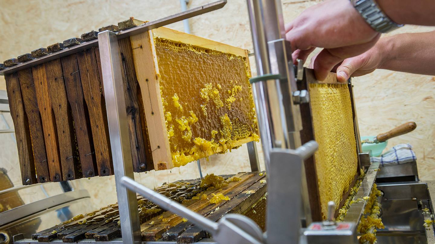 Thomas Müller bereitet die Waben zum Honigschleudern vor