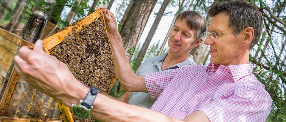 Klaus Hoyer und Thomas Müller betrachten die Bienen die auf den Waben sitzen