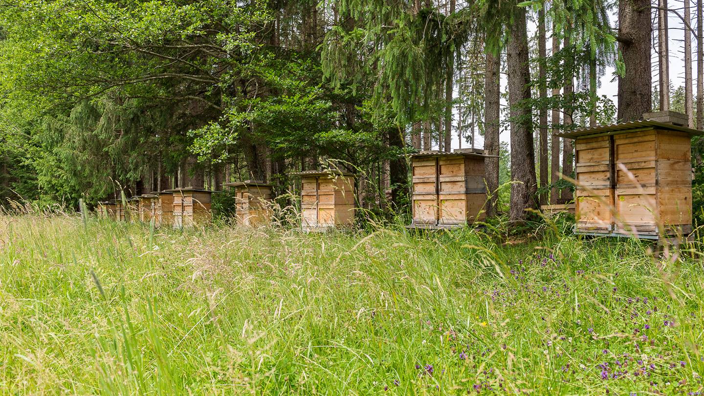 Die Häuser der Bienenvölker von Müller  auf einer Waldlichtung bei Peißenberg