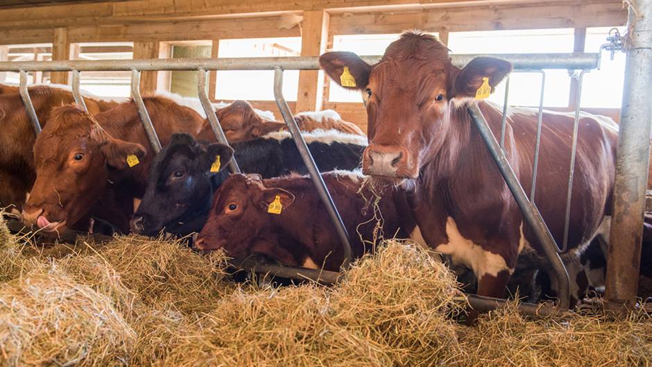 Bioland-Metzgerei Packlhof:Kühe im Stall