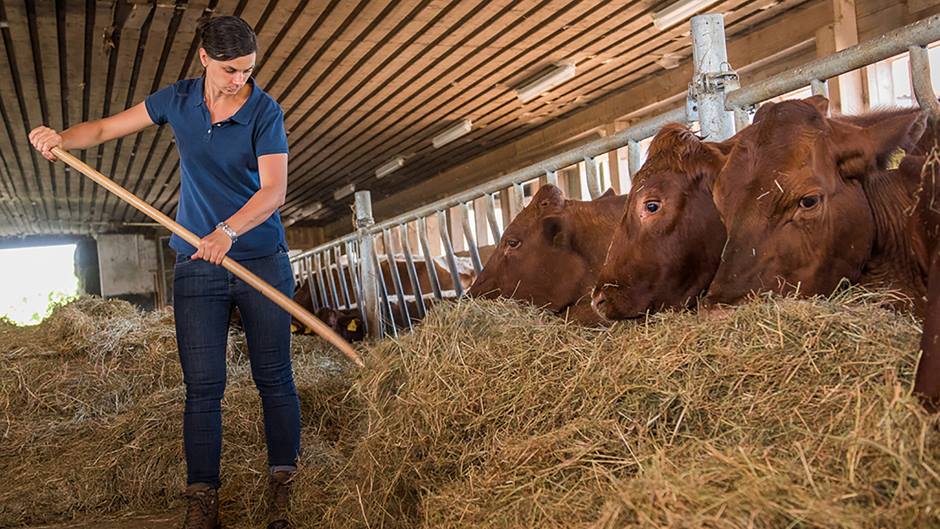 Bioland-Metzgerei Packlhof: Katharina Urban pflegt die Pinzgau-Rinder des Packlhofs