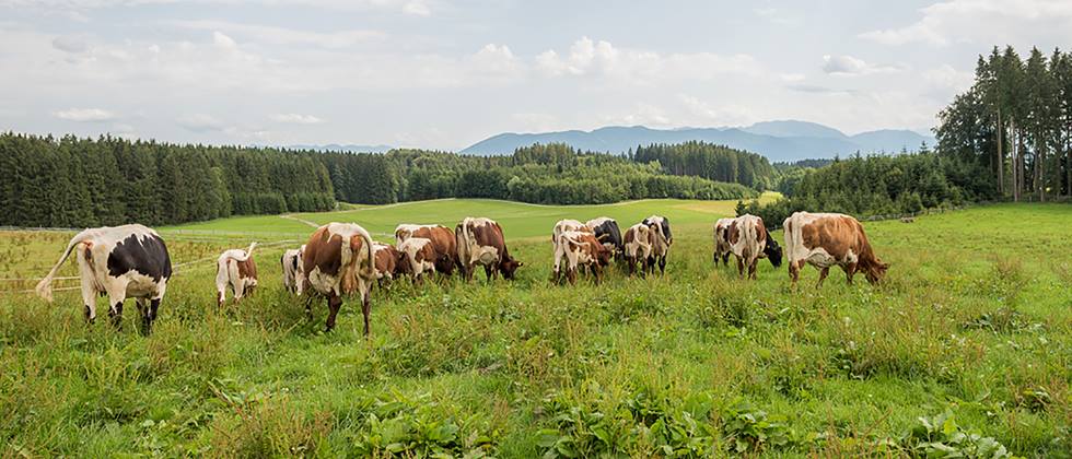 Bioland-Metzgerei Packlhof: Etwa 70 Pinzgauer Rinder leben auf dem Packlhof