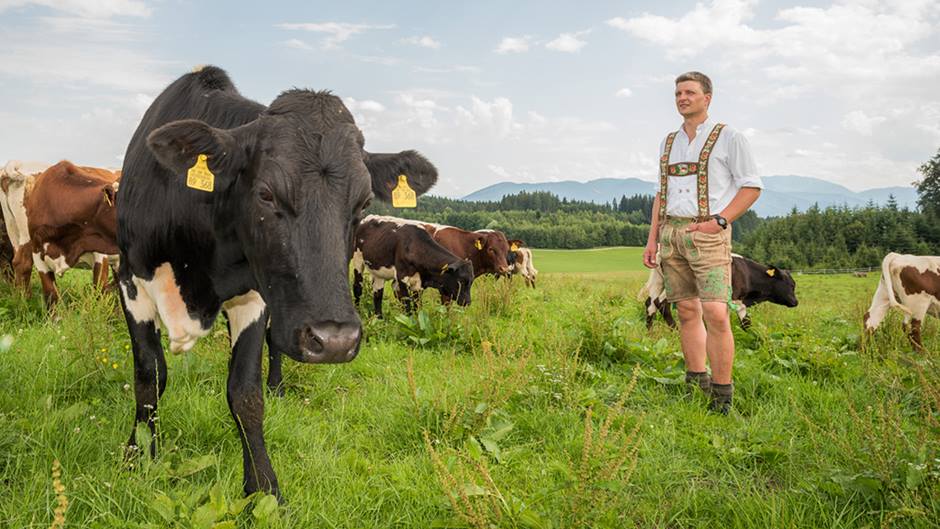 Bioland-Metzgerei Packlhof: 63 Hektar Wald- und Weideland bietet der Bio-Hof Packlhof den Pinzgau-Rindern