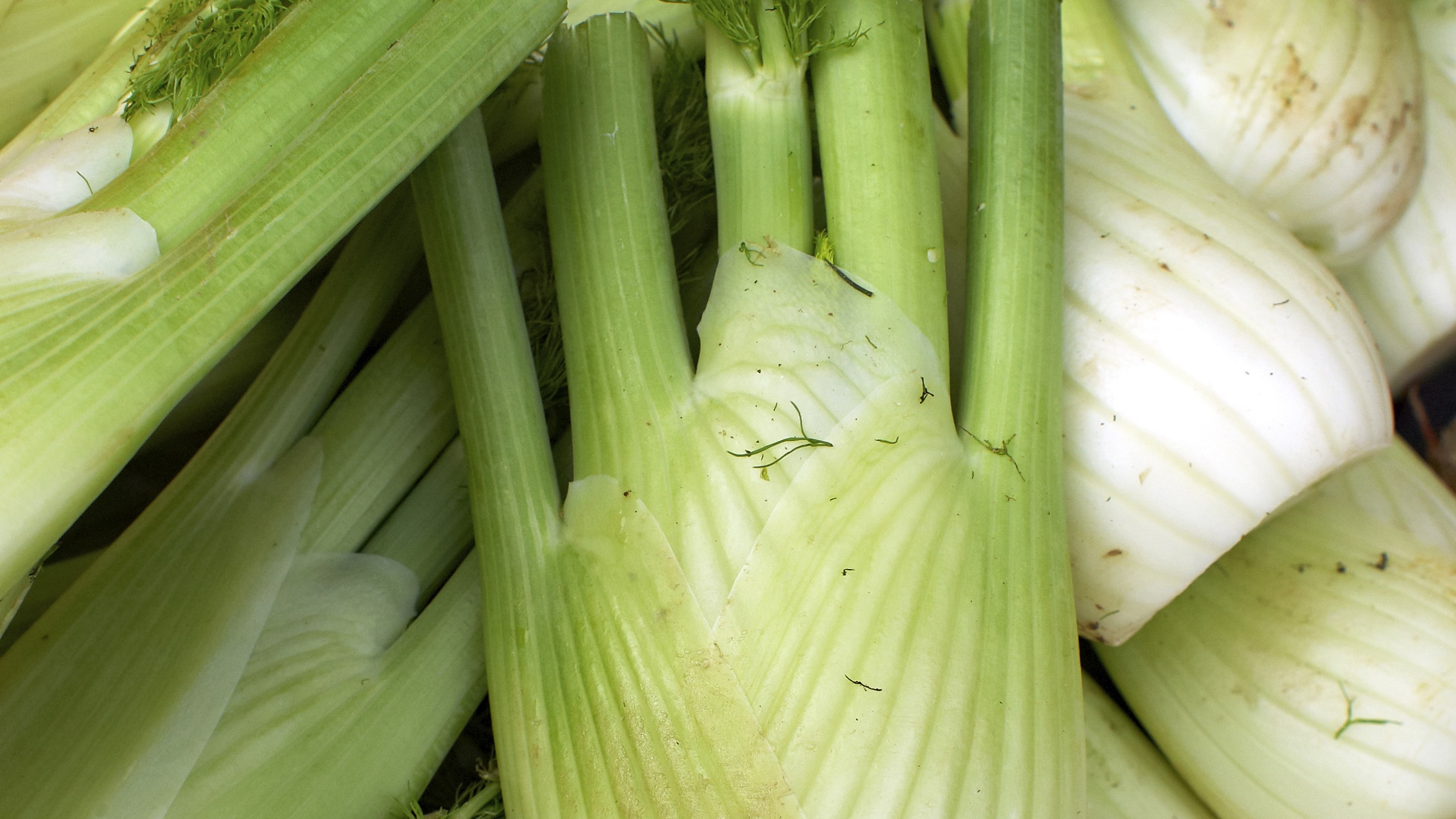 Fenchel-Saison: Wann ist Fenchel Zeit? - Alnatura Saisonkalender