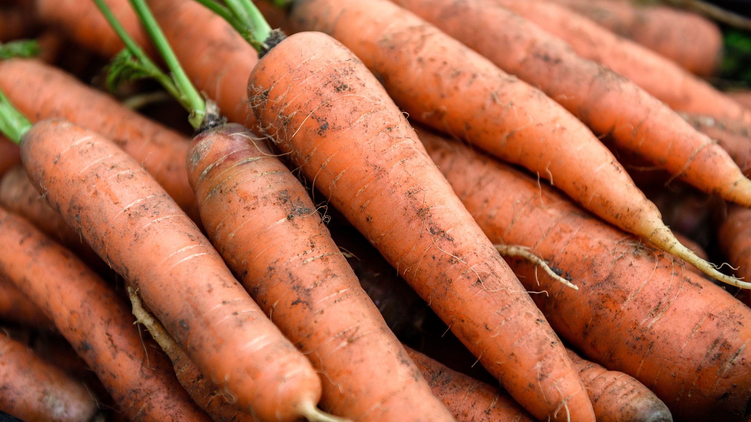 Möhren winter lagerung Kohlrabi richtig