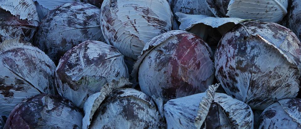 Alnatura Saisonkalender: Rotkohl