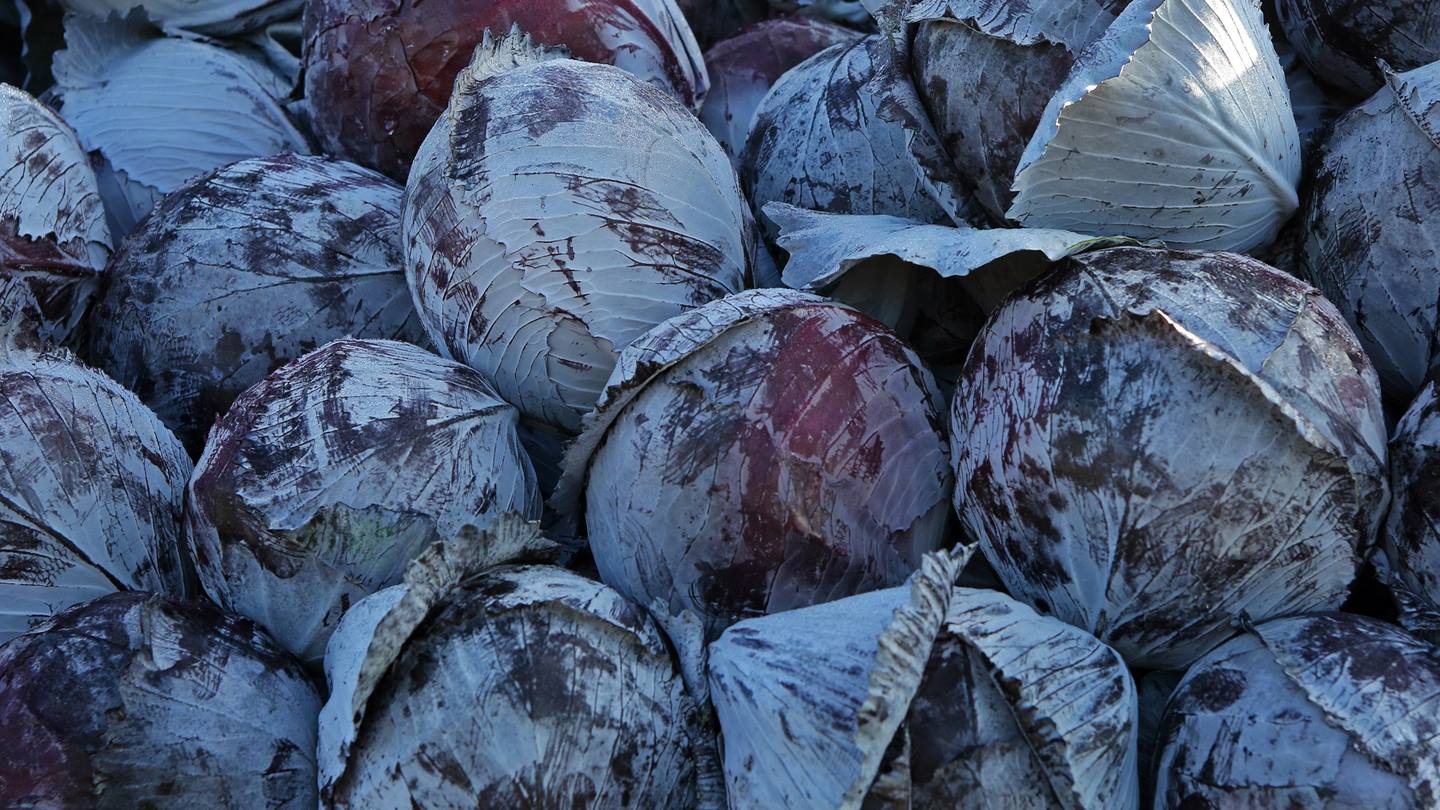 Alnatura Saisonkalender: Rotkohl