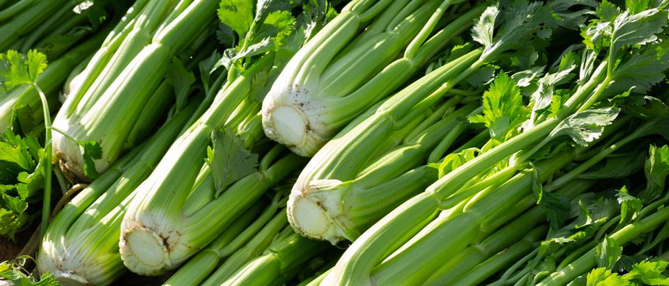 Alnatura Saisonkalender: Stangensellerie