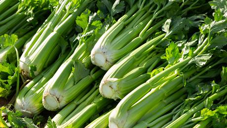 Alnatura Saisonkalender: Stangensellerie