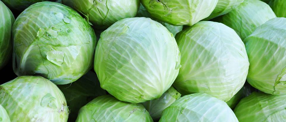 Alnatura Saisonkalender: Weißkohl, Spitzkohl