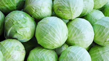Alnatura Saisonkalender: Weißkohl, Spitzkohl