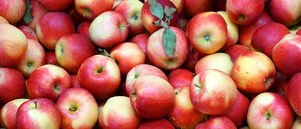 Alnatura Saisonkalender: Apfel