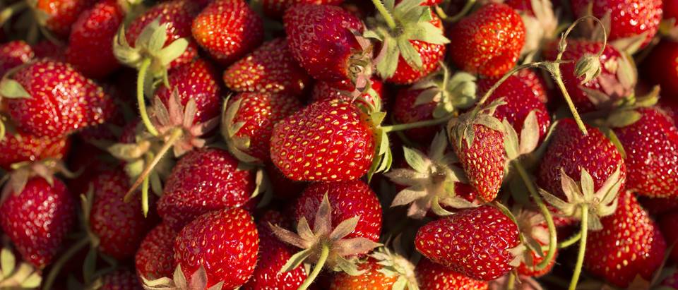 Alnatura Saisonkalender: Erdbeeren
