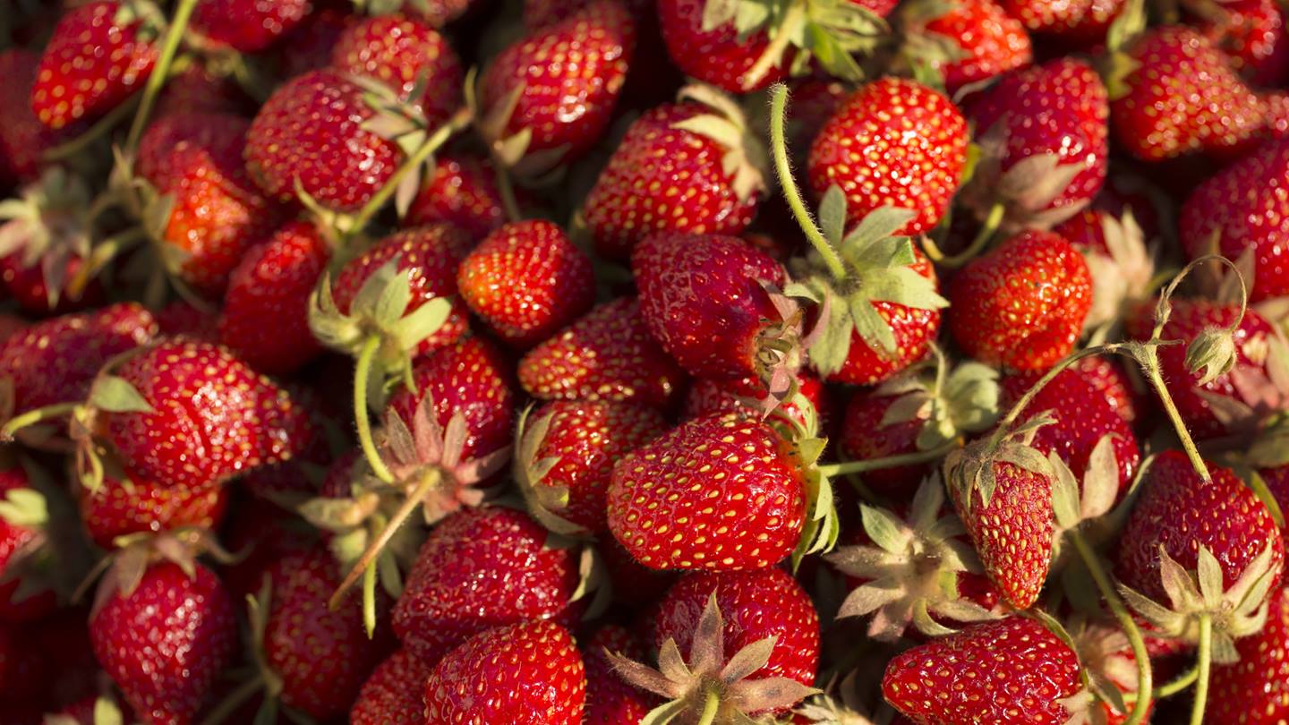 Alnatura Saisonkalender: Erdbeeren